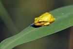 Gold(laub)froschII