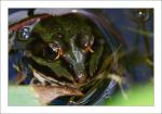 Le Frosch (1)