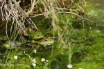 Frosch_2