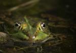 Froschportrait