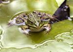 Frosch auf Blatt