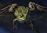 Frosch frontal