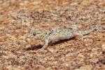 Dickfingergecko-2