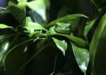 Grüner Frosch Südamerika