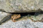 Grasfrosch gerettet!