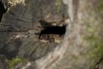 Kröten Höhle