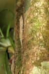 Anolis garridoi