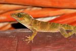 Anolis equestris perspersus