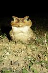 Bufo peltacephalus