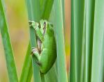 Laubfrosch mit Gästen..