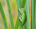 Laubfrosch mit Gästen 2