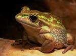 Goldlaubfrosch2