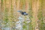 Alligator im Wasser