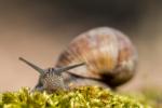 Weinbergschnecke