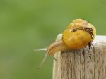 Schnecke