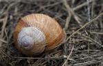 Weinbergschnecke(nhäuschen)