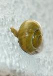 SCHNECKE 2