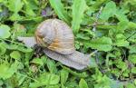 Schnecke mit Blattgrün