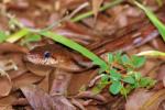 Coelognathus helena