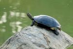 Malayochelys trijuga