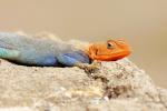 Agama lionotus