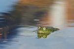 Frosch