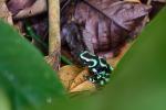 Dendrobates auratus am Saraüiqui