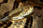 Crotalus