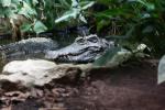 Kroko Zoo Straubing