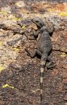 chuckwalla