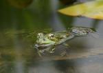 Frosch 1