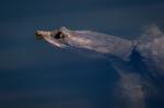 Florida Softshell Turtle