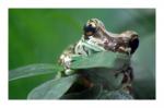 Der freche Frosch vom Zoo