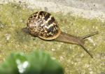 Unbekannte Schnecke 1