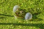 Wasserfrosch