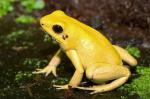 Phyllobates terribilis (2)