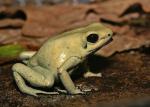 Phyllobates terribilis (mint)