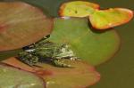 Frosch4