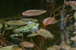 Frosch2