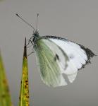 Schmetterling 2