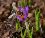 So langsam wird es Frühling