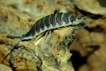 Porcellio hofmannseggi