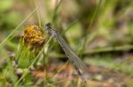 Vivid Dancer Argia vivida