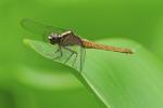 Libelle im Pantanal