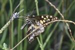 Schmetterling  Namibia