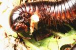 Myriapodenpaarung