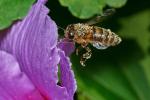 Bienenanflug