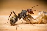 Camponotus sericeus - dreifarbige Art