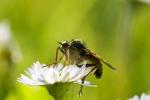 Das Ding auf der Blume -2