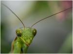 Mantis Portrait 1